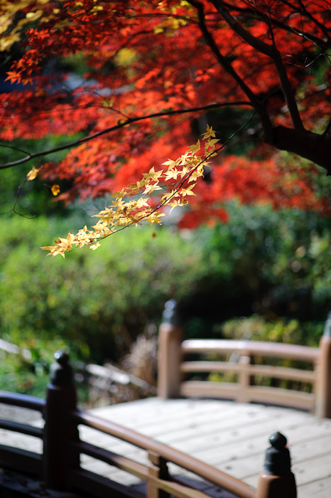 Looking For a New Path -- Himukai Shrine -- Kyoto, Japan -- Copyright 2009 Jeffrey Friedl, http://regex.info/blog/