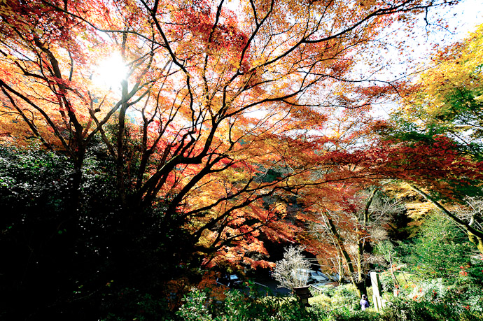 A Little Over-Exposure works out well.... sometimes from last autumn's outing that produced &#8220; Thatched Roofs and Colored Canopies at the Himukai Shrine, Kyoto Japan &#8221; -- Copyright 2009 Jeffrey Friedl, http://regex.info/blog/