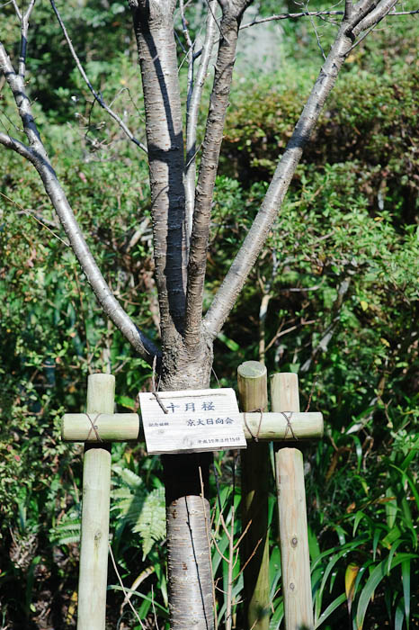 十月桜 &#8220;October Sakura&#8221; Kyoto University &#8220;Himukai&#8221; (name of the shrine) Club, March 15 2007 -- Himukai Shrine -- Kyoto, Japan -- Copyright 2009 Jeffrey Friedl, http://regex.info/blog/