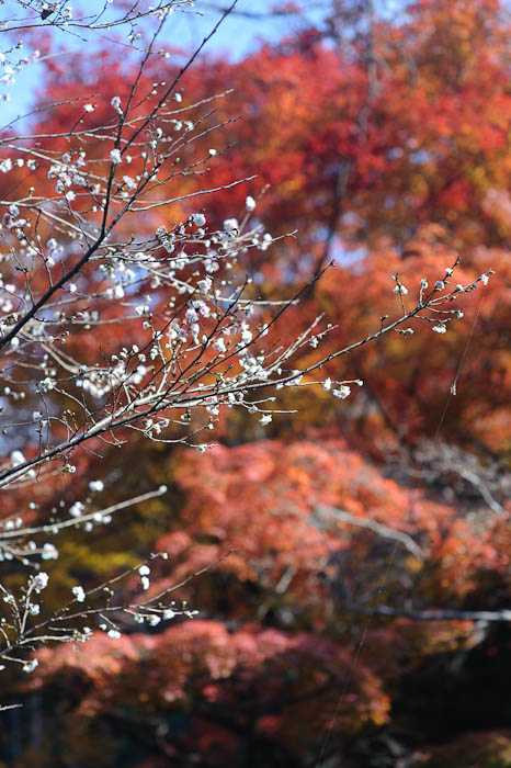 &#8220;October Cherry&#8221; blooming in Kyoto, late November 2009 -- Himukai Shrine -- Kyoto, Japan -- Copyright 2009 Jeffrey Friedl, http://regex.info/blog/