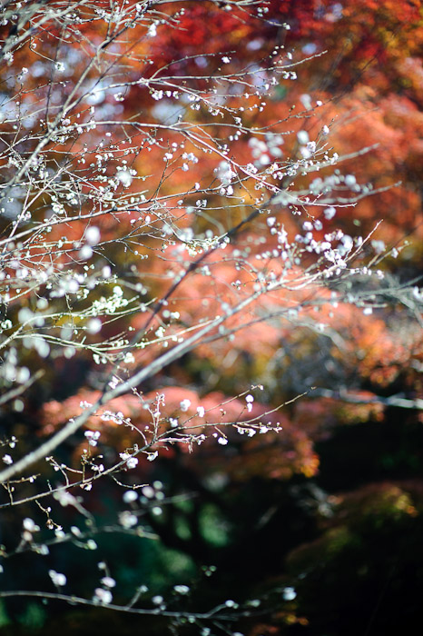 Unexpected Beauty Autumn cherry blossoms, as seen in &#8220; Cherry Blossoms Amid the Fall Foliage &#8221; -- Himukai Shrine -- Kyoto, Japan -- Copyright 2009 Jeffrey Friedl, http://regex.info/blog/
