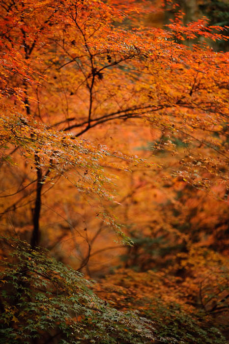 Center of the Sun -- Kyoto, Japan -- Copyright 2009 Jeffrey Friedl, http://regex.info/blog/