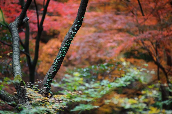 Offset -- Kyoto, Japan -- Copyright 2009 Jeffrey Friedl, http://regex.info/blog/