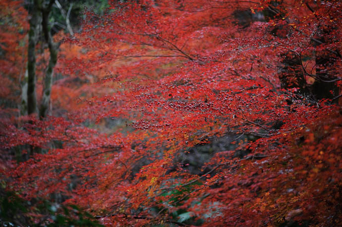 Crinkly -- Kyoto, Japan -- Copyright 2009 Jeffrey Friedl, http://regex.info/blog/