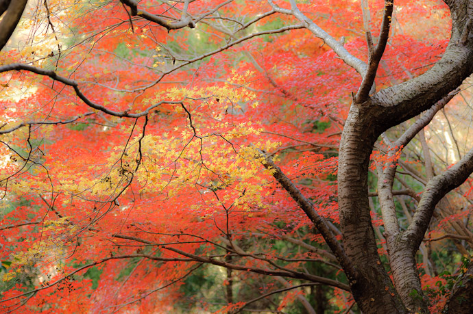 &#8220;Dreamy Creamy&#8221; -- Nitenji Temple -- Kyoto, Japan -- Copyright 2009 Jeffrey Friedl, http://regex.info/blog/