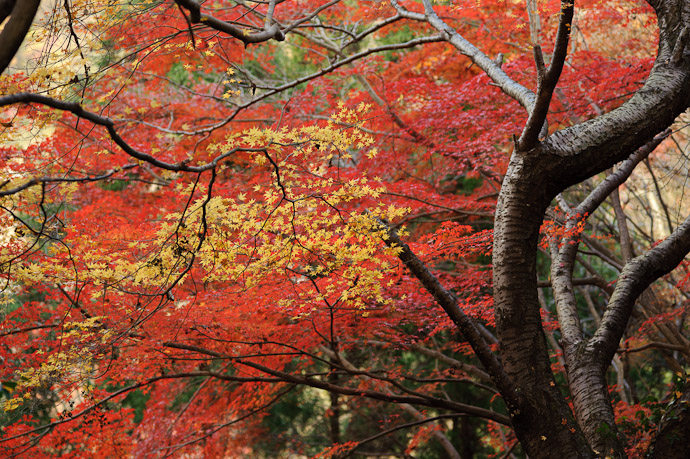 Original Photo for the dreamy-creamy version seen above -- Nitenji Temple -- Kyoto, Japan -- Copyright 2009 Jeffrey Friedl, http://regex.info/blog/