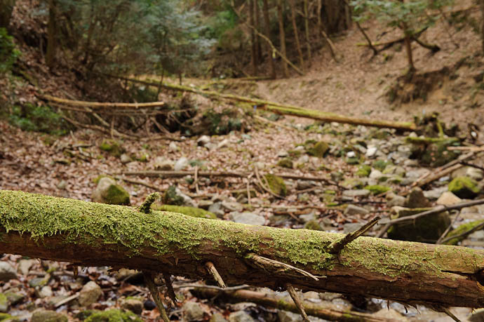Fallen Log #1438 -- Small mountain stream in the Kitashirakawa area of Kyoto -- Kyoto, Japan -- Copyright 2010 Jeffrey Friedl, http://regex.info/blog/