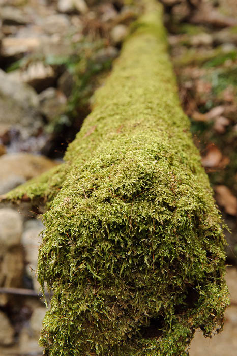 Fallen Log #7201 -- Small mountain stream in the Kitashirakawa area of Kyoto -- Kyoto, Japan -- Copyright 2010 Jeffrey Friedl, http://regex.info/blog/