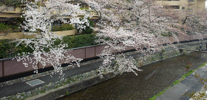 Snow 'n' Blossoms Kyoto's cold and damp spring 2010 -- Kyoto, Japan -- Copyright 2010 Jeffrey Friedl, http://regex.info/blog/