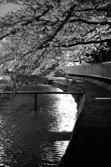 Cherry Blossoms over the Shirakawa River Kyoto, Japan -- Copyright 2010 Jeffrey Friedl, http://regex.info/blog/