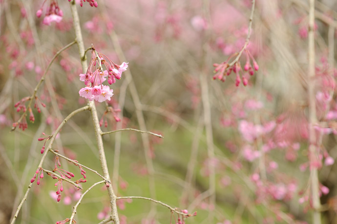 Some Kind of Weeping Blossoms -- Sunainosato -- Otsu, Shiga, Japan -- Copyright 2010 Jeffrey Friedl, http://regex.info/blog/