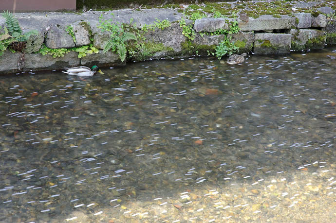 , f/16, ISO 200 &mdash; map & image data &mdash; nearby photos Ducks and Blossoms -- Kyoto, Japan -- Copyright 2010 Jeffrey Friedl, http://regex.info/blog/