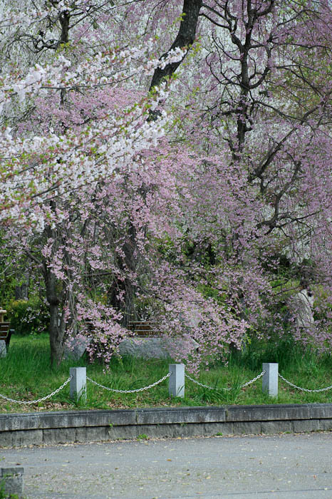 Engulfed there's a photographer hidden in there among the blossoms -- Kyoto, Japan -- Copyright 2010 Jeffrey Friedl, http://regex.info/blog/