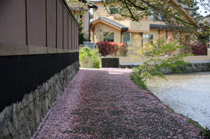 Carpet of Cherry Blossoms a common theme in Kyoto this time of year -- Kyoto, Japan -- Copyright 2010 Jeffrey Friedl, http://regex.info/blog/
