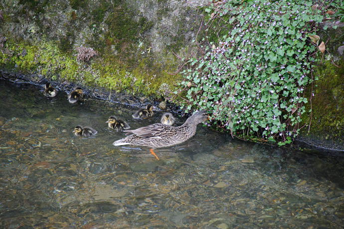 Snack Time Mommy and Babies -- Kyoto, Japan -- Copyright 2010 Jeffrey Friedl, http://regex.info/blog/
