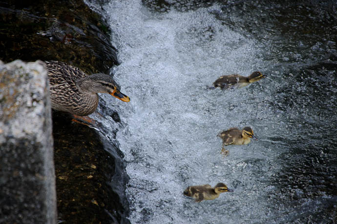 Mommy Follows once all the babies are through -- Kyoto, Japan -- Copyright 2010 Jeffrey Friedl, http://regex.info/blog/