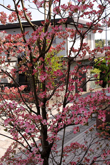Same Tree, Less Isolated -- Kyoto, Japan -- Copyright 2010 Jeffrey Friedl, http://regex.info/blog/