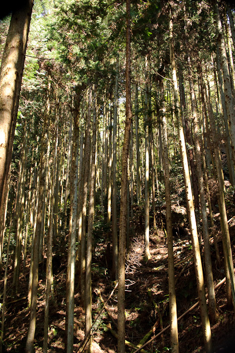 Tall &middot; Steep &middot; Thin -- Kyoto, Japan -- Copyright 2010 Jeffrey Friedl, http://regex.info/blog/