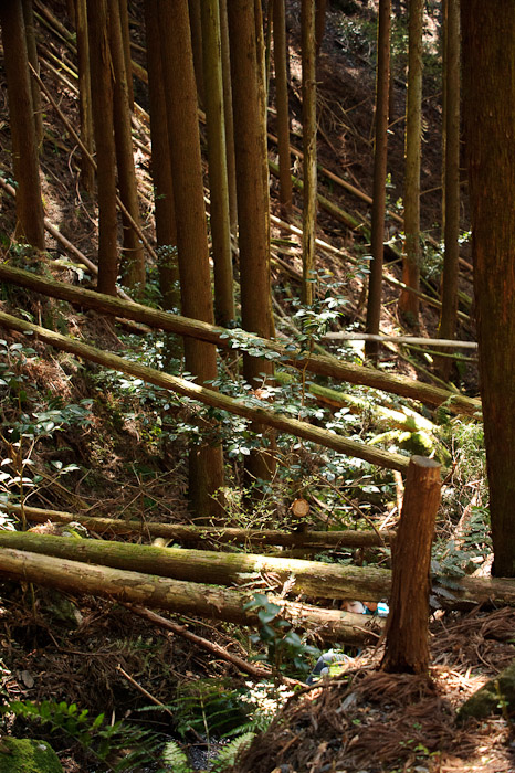 Pickup Sticks ( like these ) -- Kyoto, Japan -- Copyright 2010 Jeffrey Friedl, http://regex.info/blog/