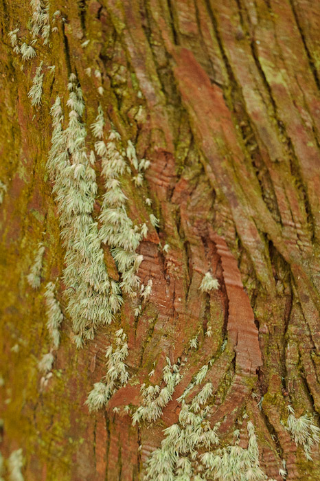Delicate Moss growing on tree bark -- Kyoto, Japan -- Copyright 2010 Jeffrey Friedl, http://regex.info/blog/