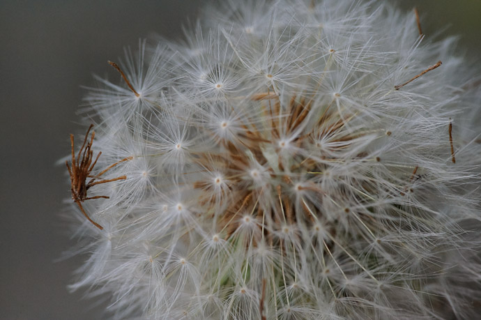 Messy Dandelion one of the photos featured on my JPEG-Export-Quality writeup -- Kyoto, Japan -- Copyright 2010 Jeffrey Friedl, http://regex.info/blog/