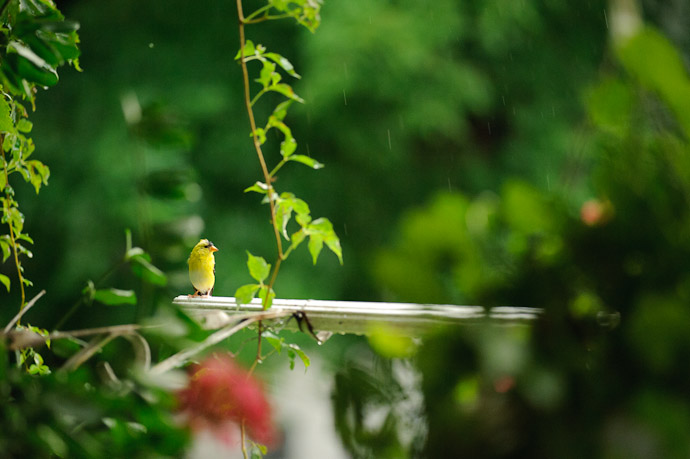 Wet Goldfinch -- Rootstown, OH, USA -- Copyright 2010 Jeffrey Friedl, http://regex.info/blog/