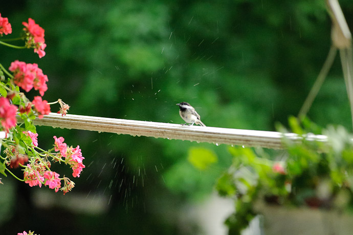 Near Miss after-effects of a big drop dripping from the roof onto the bird perch -- Rootstown, OH, USA -- Copyright 2010 Jeffrey Friedl, http://regex.info/blog/