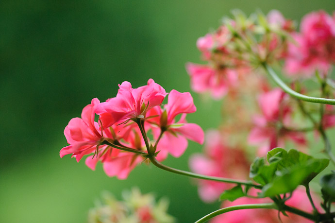 Rich Geranium -- Rootstown, OH, USA -- Copyright 2010 Jeffrey Friedl, http://regex.info/blog/