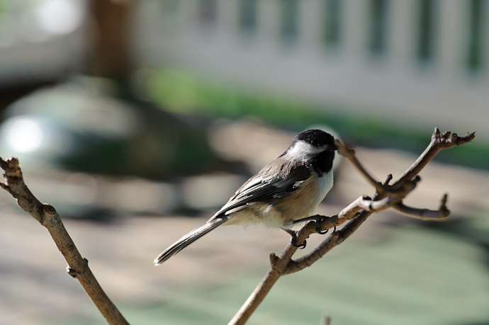 Morning Company sitting on the veranda with a cup of coffee and the camera -- Rootstown, OH, USA -- Copyright 2010 Jeffrey Friedl, http://regex.info/blog/