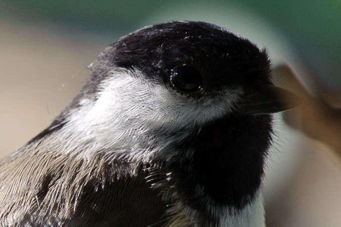 Full-Resolution Crop with the Voigtländer 125mm f/2.5 -- Rootstown, OH, USA -- Copyright 2010 Jeffrey Friedl, http://regex.info/blog/