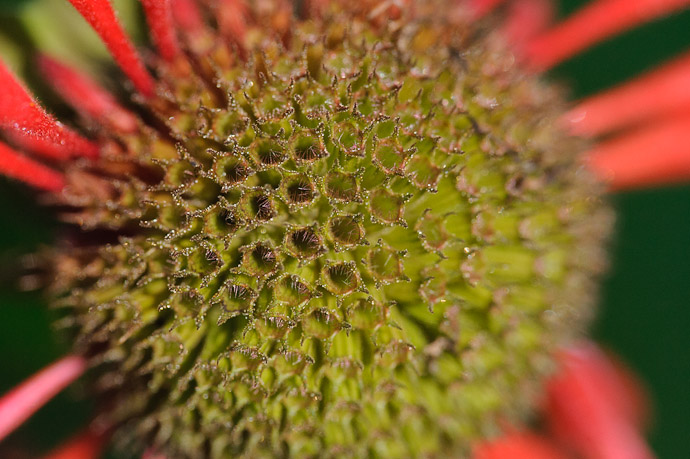 Rings of Dew Each empty &#8220;follicle&#8221; on this monarda is surrounded by a ring of exquisitely tiny beads of dew -- Rootstown, OH, USA -- Copyright 2010 Jeffrey Friedl, http://regex.info/blog/