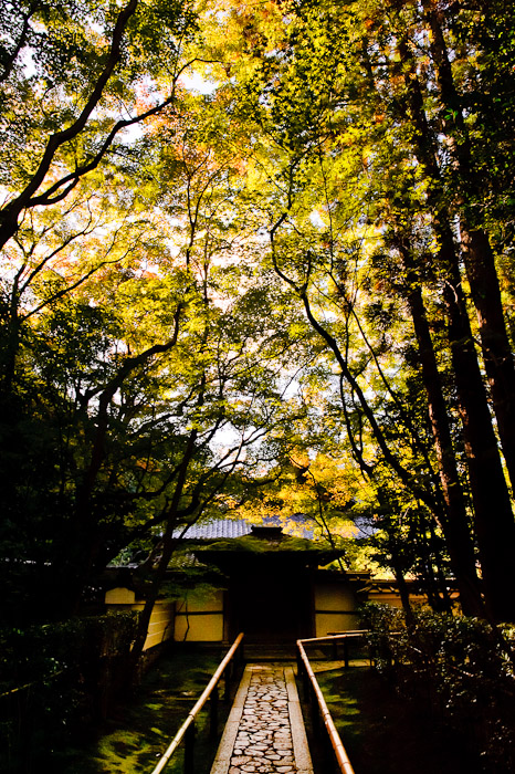 Canopy -- Koutou-in Temple (高桐院) -- Kyoto, Japan -- Copyright 2010 Jeffrey Friedl, http://regex.info/blog/