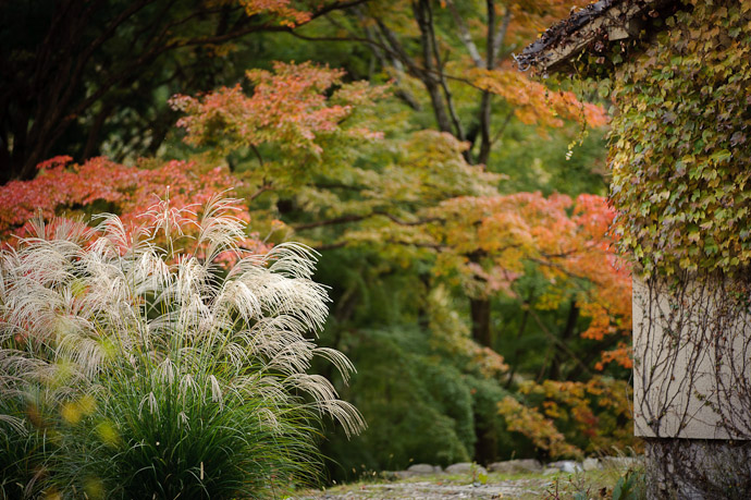 White Grass 'n Stuff -- Konzou Temple (金蔵寺) -- Kyoto, Japan -- Copyright 2010 Jeffrey Friedl, http://regex.info/blog/