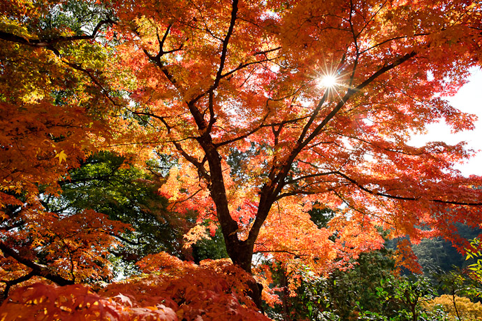 a fall colors at the Yoshiminedera Temple in southern Kyoto, Japan