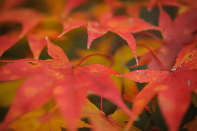 desktop background image of pretty momiji (Japanese Maple) at a temple in Kyoto -- In The Fading Dusk one of the last photos of the day photo #664 of the day, 4:17PM, Shouhouji Temple (正法寺) -- Shouhouji Temple (正法寺) -- Kyoto, Japan -- Copyright 2010 Jeffrey Friedl, http://regex.info/blog/