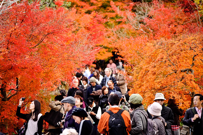 an autumn scene at the Eikando Temple (永観堂) in Kyoto Japan