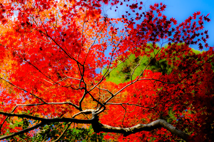 a fall-foliage sceen at the Eikando Temple, Kyoto Japan, with post-processing to create a strong, artsy vibe
