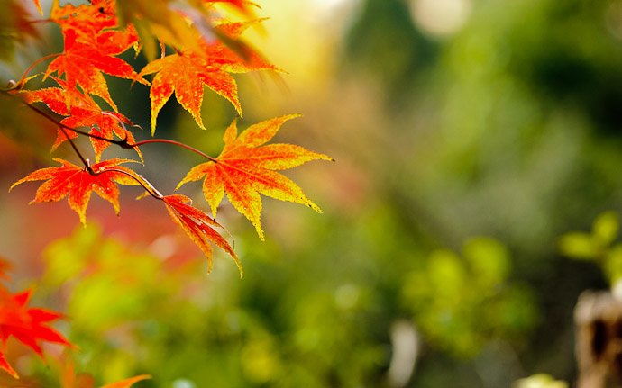 an autumn scene at the Eikando Temple (永観堂) in Kyoto Japan