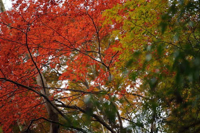 Much Better neighbor's tree -- Nishimura Stonecarver's Garden -- Kyoto, Japan -- Copyright 2010 Jeffrey Friedl, http://regex.info/blog/