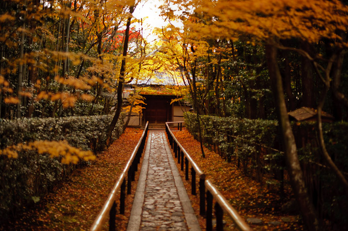 desktop background image of the entrance path of the Koutou-in Temple at the height of fall-foliage colors, Kyoto Japan -- And The Angels Sang -- Koutouin Temple (高桐院) -- Copyright 2010 Jeffrey Friedl, http://regex.info/blog/