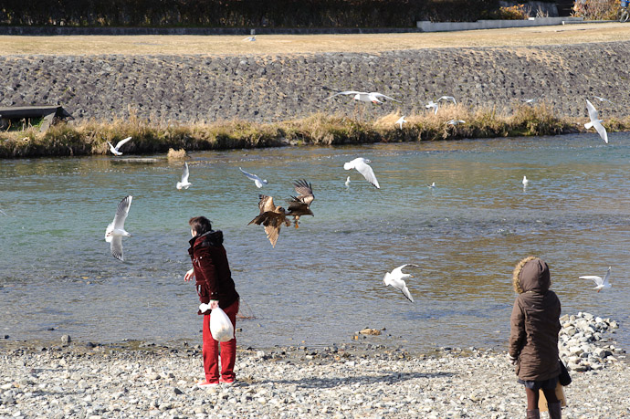 Is There No Honor Among Thieves? T +1.6 seconds ( check out those drumsticks on the challenging kite! ) -- Kamo River north of Nijo -- Kyoto, Japan -- Copyright 2011 Jeffrey Friedl, http://regex.info/blog/