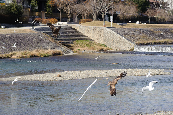 Clean Getaway T +3.0 seconds -- Kamo River north of Nijo -- Kyoto, Japan -- Copyright 2011 Jeffrey Friedl, http://regex.info/blog/