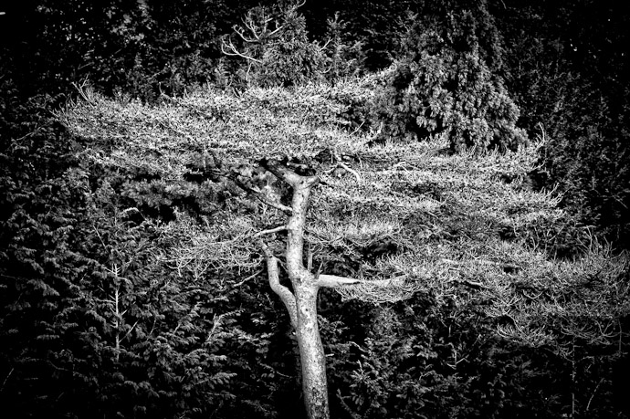 desktop background image of black and white image of a dense tree -- Stark -- Hieizan Driveway -- Shiga, Japan -- Copyright 2011 Jeffrey Friedl, http://regex.info/blog/