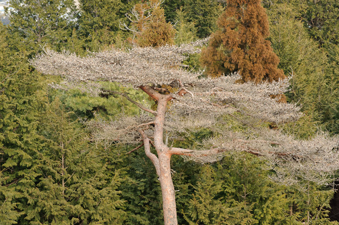 Original -- Hieizan Driveway -- Shiga, Japan -- Copyright 2011 Jeffrey Friedl, http://regex.info/blog/