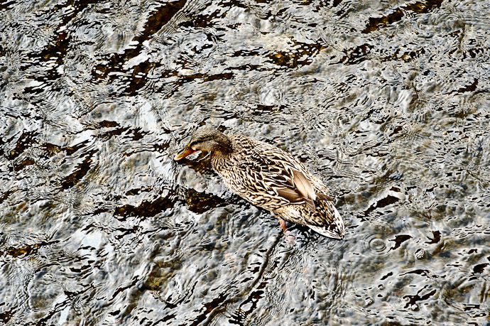 Camo Duck (good camouflage unless I bring out my polarized filter ) -- Kyoto, Japan -- Copyright 2011 Jeffrey Friedl, http://regex.info/blog/