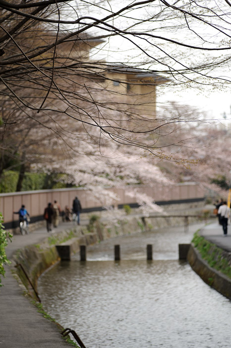 desktop background image of the cherry-blossom lined Shirakawa River in Kyoto, Japan -- Copyright 2011 Jeffrey Friedl, http://regex.info/blog/