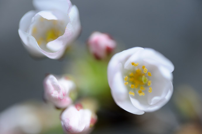desktop background image of cherry blossom sat half bloom -- Half Bloom this one makes me feel like a budding (so to speak) Danial Sroka -- Sanyo Highway Seto Parking Area (山陽自動車道瀬戸パーキングエリア - 下り) -- Okayama, Japan -- Copyright 2011 Jeffrey Friedl, http://regex.info/blog/