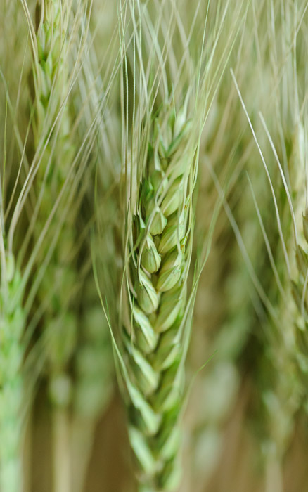 desktop background image of green wheat  --  Wheat at Sunrise Itoyama (サンライズ糸山), Imabari Japan  --  Sunrise Itoyama (サンライズ糸山)  --  Imabari, Ehime, Japan  --  Copyright 2011 Jeffrey Friedl, http://regex.info/blog/