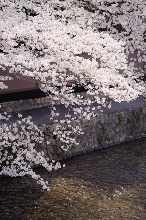 &#8220;Welcome Home&#8221; Mother Nature prepares this welcome just for us :-) -- Kyoto, Japan -- Copyright 2011 Jeffrey Friedl, http://regex.info/blog/