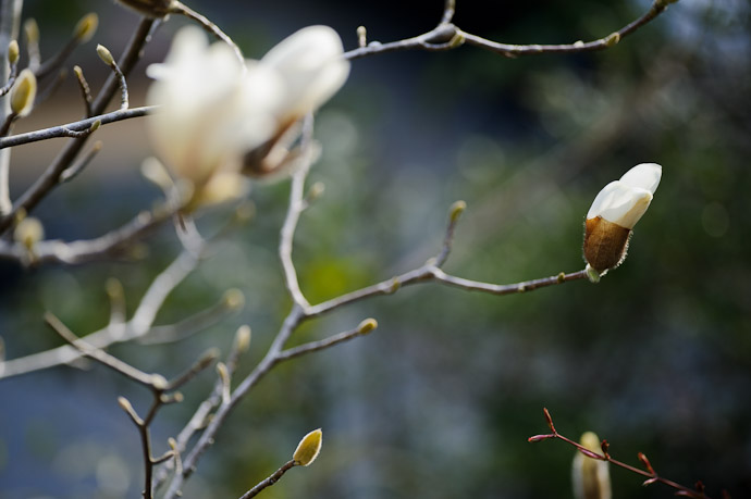 desktop background image of a creamy-white flower photographed on a roadside in Otsu, Japan -- Otsu, Shiga, Japan -- Copyright 2011 Jeffrey Friedl, http://regex.info/blog/